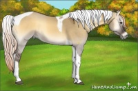Horse Color:Chocolate Palomino Onyx Sabino Tobiano