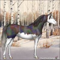 Horse Color:Nacre Liver Chestnut Sabino Splash 