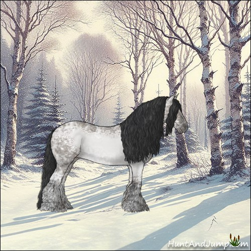 Horse Color:Grullo Ice Roan