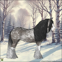 Horse Color:Grullo Ice Splash 