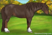 Horse Color:Liver Chestnut 