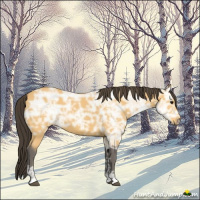 Horse Color:Buckskin Ice 