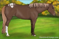 Horse Color:Liver Chestnut Appaloosa 
