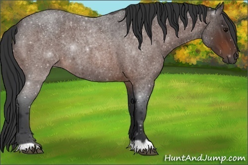 Horse Color:Bay Roan 