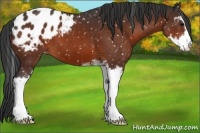 Horse Color:Bay Sabino Appaloosa 