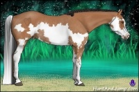 Horse Color:Bay Splash Frame Rabicano 