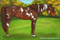 Horse Color:Gray White Spotted Chestnut 