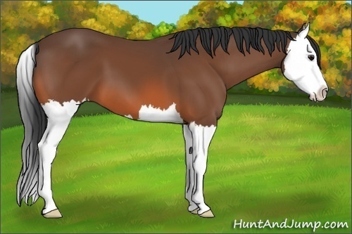 Horse Color:Bay Splash 
