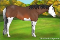 Horse Color:Bay Splash 