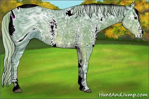 Horse Color:ERROR: UNKNOWN ANOMALY