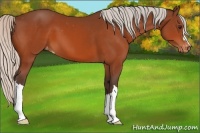 Horse Color:Silver Bay Varnish 