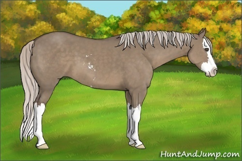 Horse Color:Silver Grullo Sabino Splash 