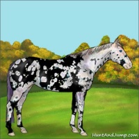 Horse Color:Nacre White Spotted Buckskin Ice Pearl Splash Appaloosa
