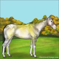 Horse Color:Plaid  White Spotted Brown Ice Onyx Appaloosa 