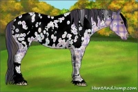 Horse Color:Plaid  White Spotted Brown Ice Appaloosa 