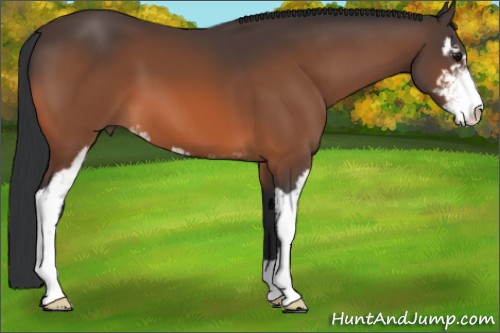 Horse Color:Bay Sabino 