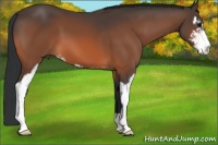 Horse Color:Bay Sabino