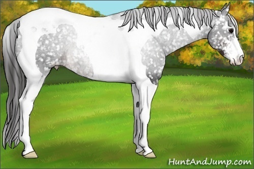 Horse Color:Sable Champagne Sabino Tobiano Appaloosa Rabicano 