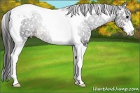 Horse Color:Sable Champagne Sabino Tobiano Appaloosa Rabicano