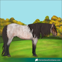 Horse Color:Bay Roan 