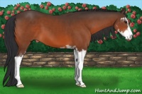 Horse Color:Brown Sabino
