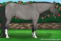 Horse Color:Grullo Roan 