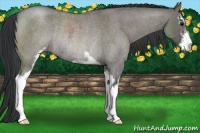 Horse Color:Grullo Roan Sabino Rabicano