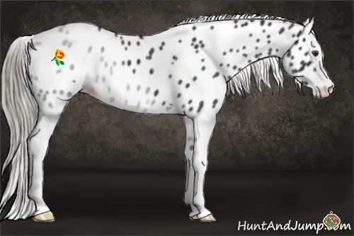 Horse Color:White Spotted Liver Red Roan Splash Appaloosa Rabicano 