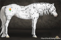 Horse Color:White Spotted Liver Red Roan Mushroom Splash Leopard Rabicano 