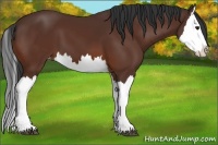 Horse Color:Brown Splash Appaloosa 