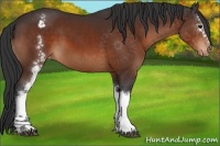 Horse Color:White Spotted Bay Appaloosa