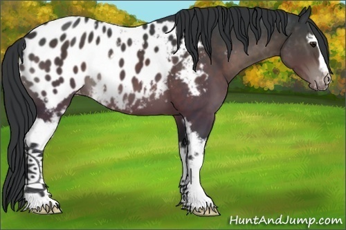 Horse Color:White Spotted Brown Appaloosa 