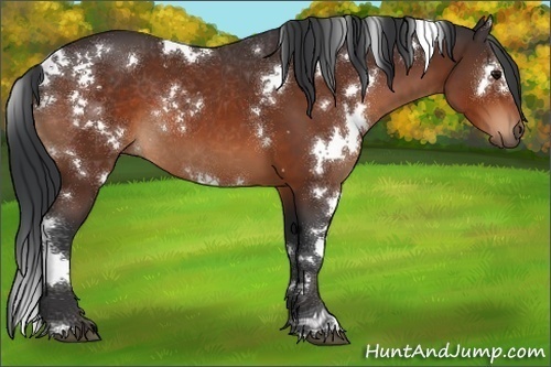 Horse Color:White Spotted Bay