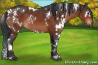 Horse Color:White Spotted Bay 