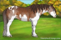 Horse Color:Buckskin Sabino Splash Appaloosa 