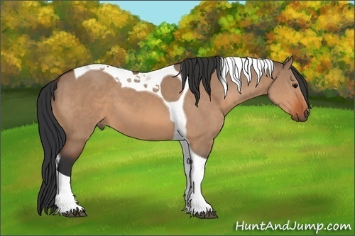 Horse Color:Bay Dun Tobiano 