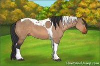 Horse Color:Bay Dun Tobiano 