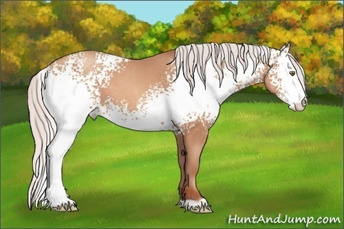 Horse Color:White Spotted Silver Sable Champagne