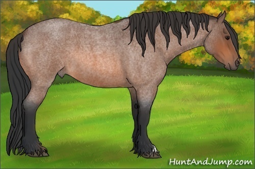 Horse Color:Bay Roan