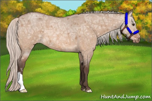 Horse Color:Silver Brown Ice Roan Dun Varnish