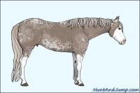 Horse Color:Silver Black Ice Sabino Splash 