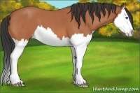 Horse Color:Bay Roan Splash 