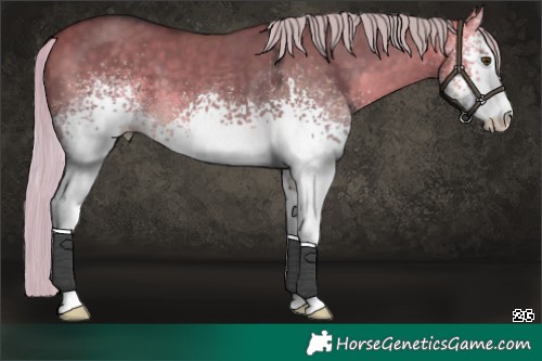 Horse Color:White Spotted Silver Buckskin Dun 
