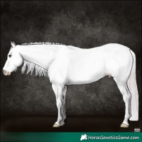 Horse Color:White Spotted Silver Buckskin Dun 