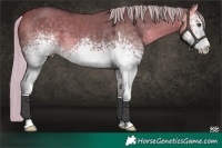 Horse Color:White Spotted Silver Buckskin Dun 