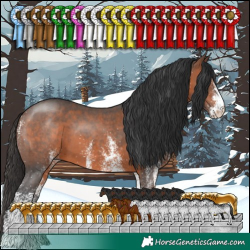 Horse Color:White Spotted Brown