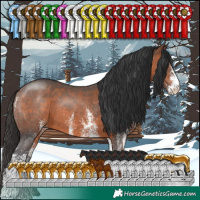 Horse Color:White Spotted Brown