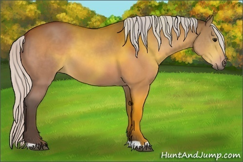 Horse Color:Silver Bay 