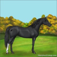 Horse Color:Black 