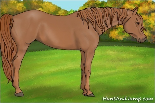 Horse Color:Chestnut Rabicano